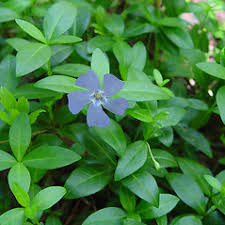Attēlu rezultāti vaicājumam “Vinca minor flower”
