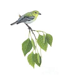 Image result for Vireo flavifrons