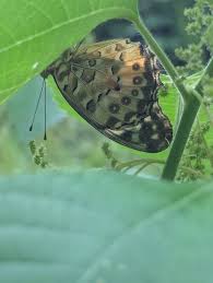 Attēlu rezultāti vaicājumam “Vacciniina optilete underside”