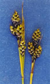 Attēlu rezultāti vaicājumam “Carex scandinavica”