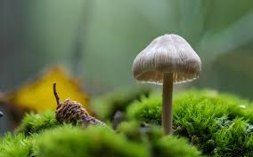 Attēlu rezultāti vaicājumam “Siphoptychium violaceum young”