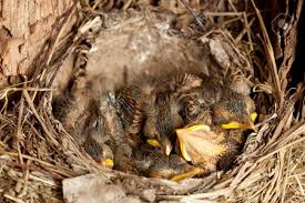 Attēlu rezultāti vaicājumam “Turdus merula nest”