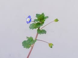 Attēlu rezultāti vaicājumam “Veronica persica leaf”