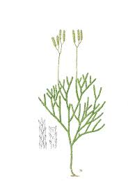 Attēlu rezultāti vaicājumam “Diphasium complanatum”