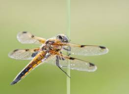 Attēlu rezultāti vaicājumam “Libellula quadrimaculata eggs”