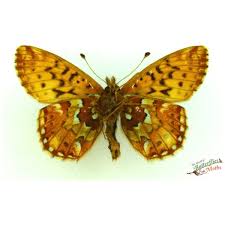 Attēlu rezultāti vaicājumam “Boloria eunomia underside”