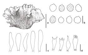 Attēlu rezultāti vaicājumam “Gloiodon strigosus”