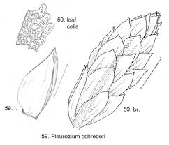 Attēlu rezultāti vaicājumam “Pleurozium schreberi sporophyte”