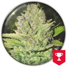 Attēlu rezultāti vaicājumam “Cannabis sativa fruit”