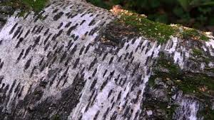 Attēlu rezultāti vaicājumam “Fuligo septica var. candida spores”