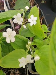 Attēlu rezultāti vaicājumam “Omphalodes verna leaf”