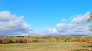 Attēlu rezultāti vaicājumam “Lycogala cf. oleocrystalliferum young”