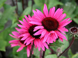 Image result for roter Sonnenhut