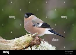 Attēlu rezultāti vaicājumam “Pyrrhula pyrrhula female”