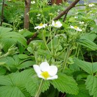 Attēlu rezultāti vaicājumam “Fragaria moschata”