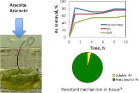 Attēlu rezultāti vaicājumam “Warnstorfia fluitans”