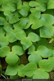 Attēlu rezultāti vaicājumam “Hepatica nobilis”