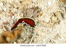 Attēlu rezultāti vaicājumam “Plathelminthes”