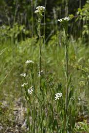 Attēlu rezultāti vaicājumam “Arabis hirsuta flower”