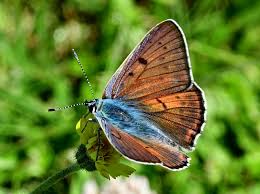 Attēlu rezultāti vaicājumam “Lycaena alciphron underside”