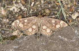 Attēlu rezultāti vaicājumam “Anania coronata”