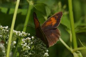 Attēlu rezultāti vaicājumam “Maniola jurtina female”