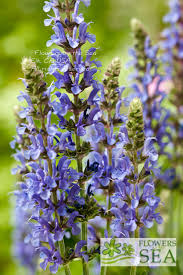 Attēlu rezultāti vaicājumam “Salvia nemorosa flower”