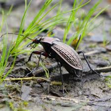 Attēlu rezultāti vaicājumam “Carabus cancellatus”