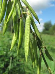 Attēlu rezultāti vaicājumam “Galega orientalis leaf”