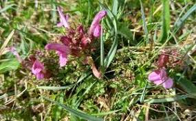 Attēlu rezultāti vaicājumam “Pedicularis palustris fruit”