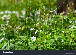 Attēlu rezultāti vaicājumam “Carex pilosa flower”