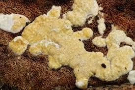 Attēlu rezultāti vaicājumam “Hypocrea pulvinata”