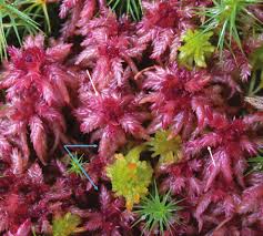 Attēlu rezultāti vaicājumam “Sphagnum centrale”