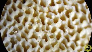 Attēlu rezultāti vaicājumam “Heterobasidion parviporum”