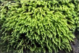 Attēlu rezultāti vaicājumam “Philonotis”