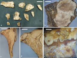 Attēlu rezultāti vaicājumam “Elmerina caryae”