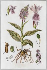 Attēlu rezultāti vaicājumam “Dactylorhiza russowii bud”