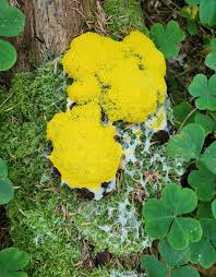 Attēlu rezultāti vaicājumam “Fuligo laevis spores”