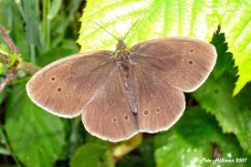 Attēlu rezultāti vaicājumam “Aphantopus hyperantus upperside”