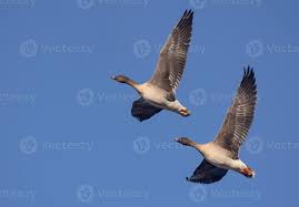 Image result for Anser fabalis