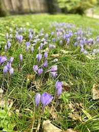Attēlu rezultāti vaicājumam “Crocus speciosus flower”