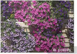 Image result for Petunie