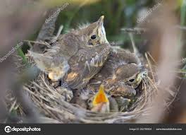 Attēlu rezultāti vaicājumam “Turdus philomelos nest”