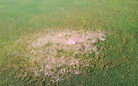 Attēlu rezultāti vaicājumam “Lophozia badensis sporophyte”