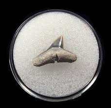 Image result for Sphyrna media