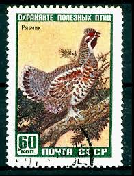 Attēlu rezultāti vaicājumam “Tetrastes bonasia”