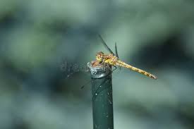 Attēlu rezultāti vaicājumam “Sympetrum sanguineum female”