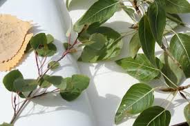 Attēlu rezultāti vaicājumam “Populus x jackii flower”