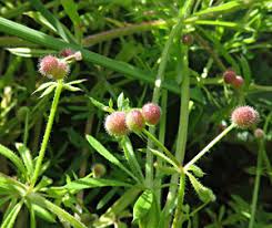 Attēlu rezultāti vaicājumam “Oenothera rubricauli”