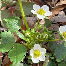 Attēlu rezultāti vaicājumam “Fragaria viridis flower”